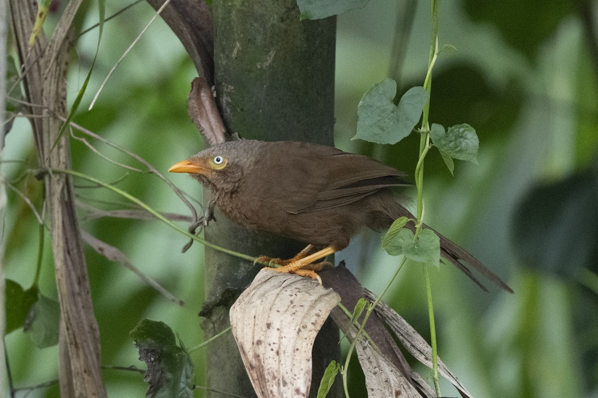Orange-billed Babbler - ML645483593
