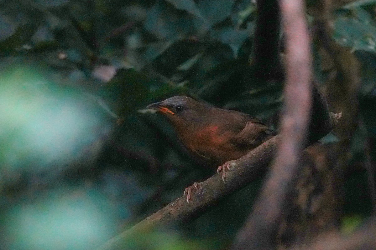Rufous Babbler - ML645483596