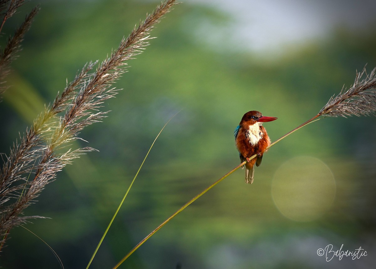 White-throated Kingfisher - ML645483605