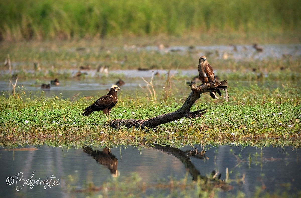 Brahminy Kite - ML645483611