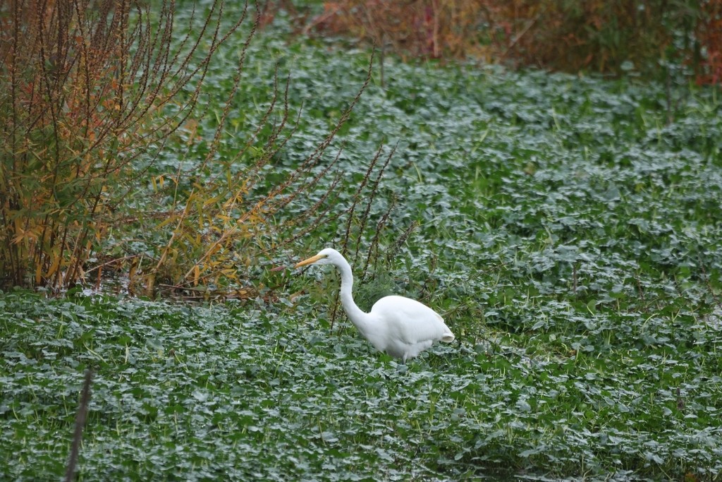 Garceta Grande - ML645483612