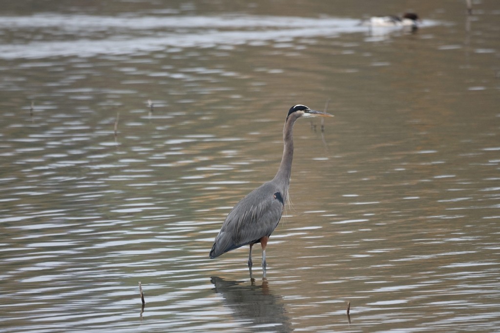 Grand Héron - ML645483613