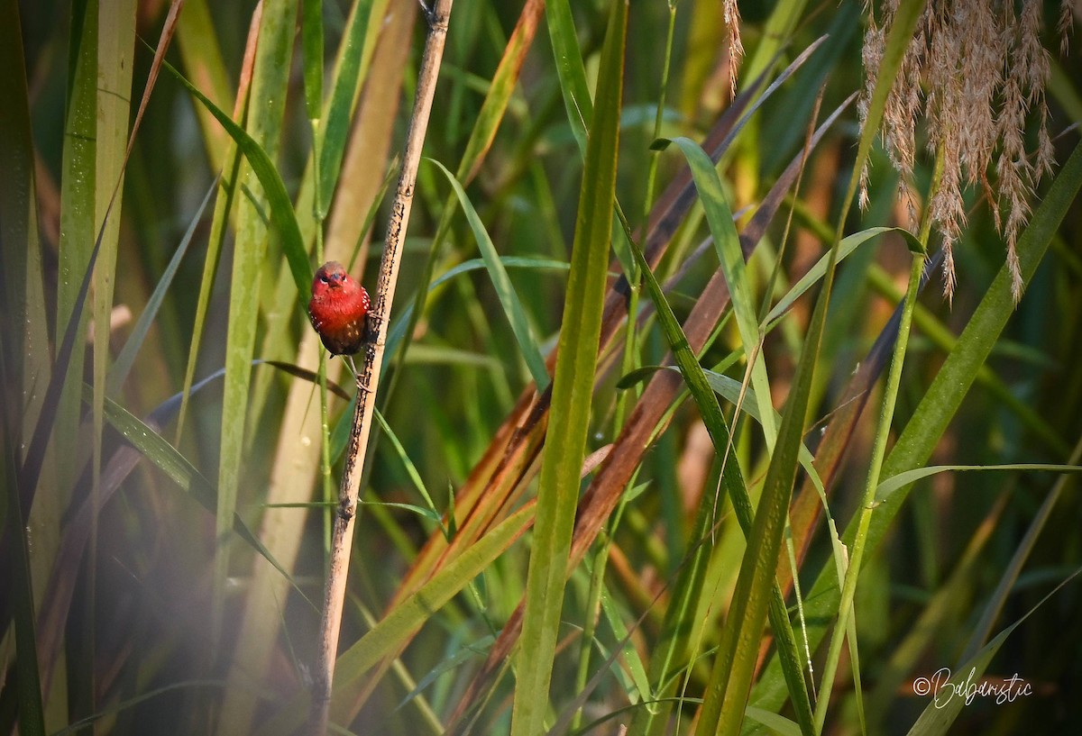 Red Avadavat - ML645483619