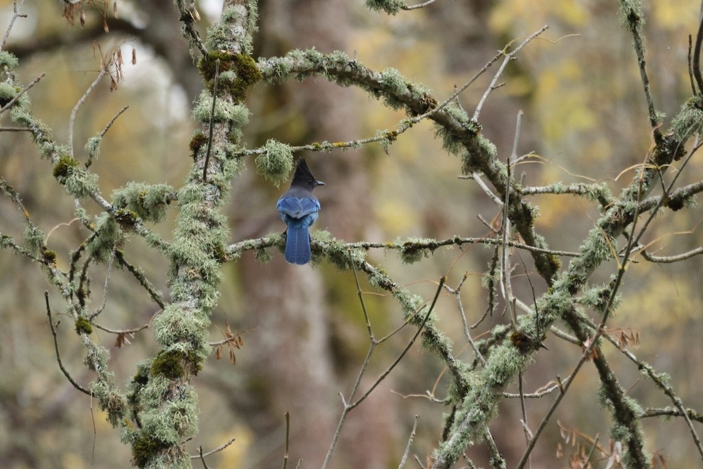 Chara de Steller - ML645483620