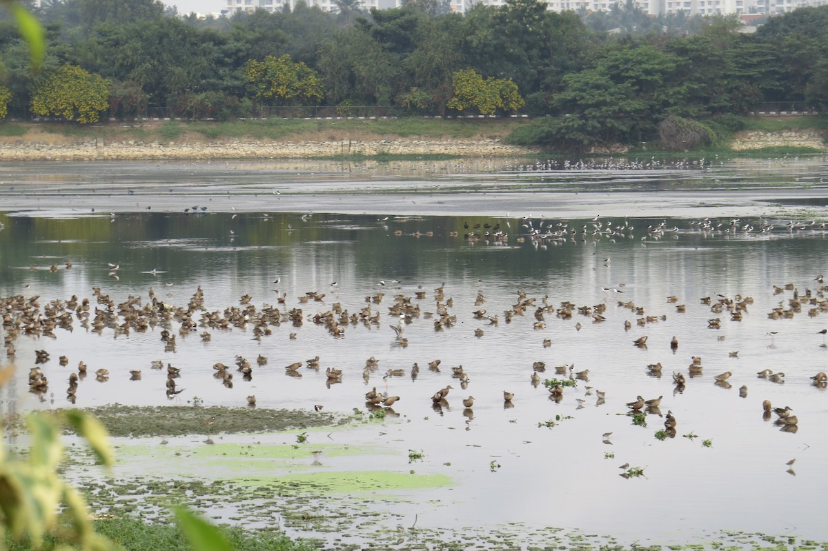 Ahate mokozabal zuria - ML645483622