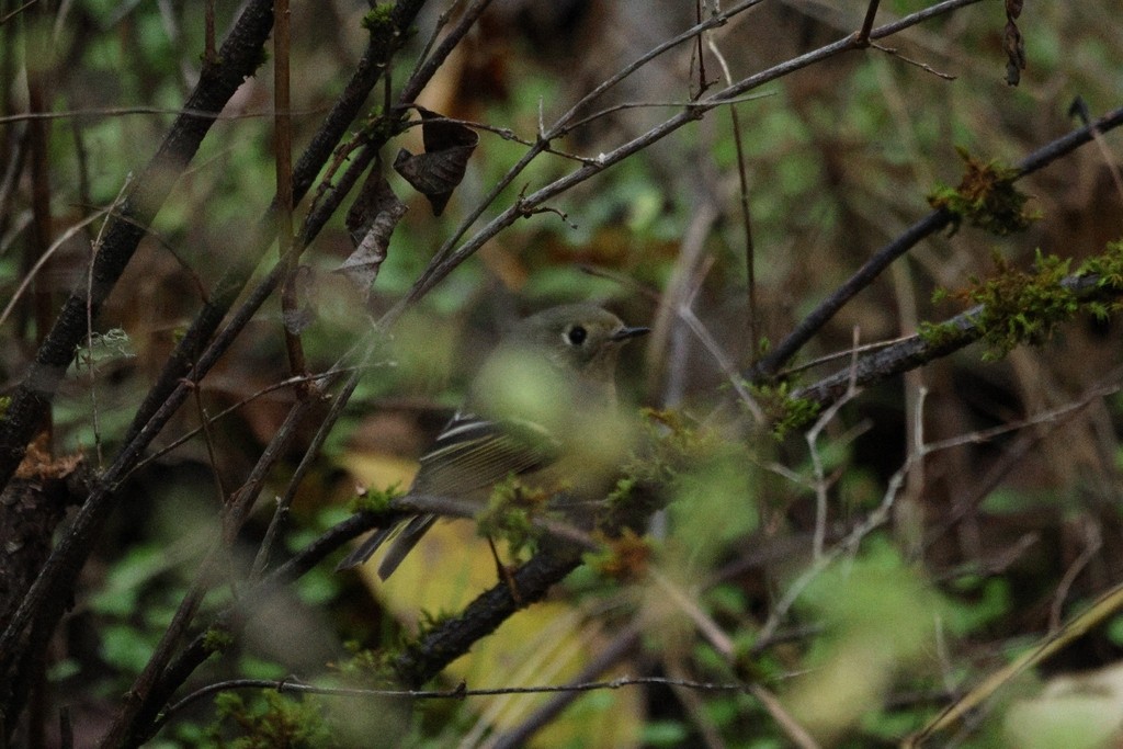 Ruby-crowned Kinglet - ML645483623