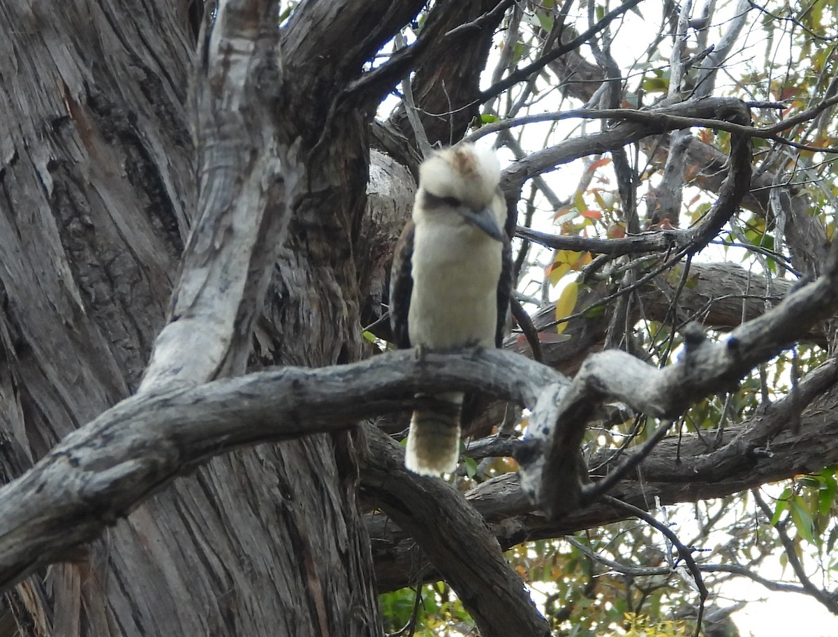 Laughing Kookaburra - ML645483628