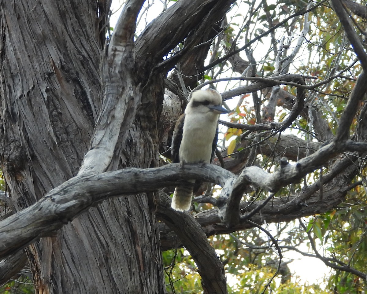 Laughing Kookaburra - ML645483629