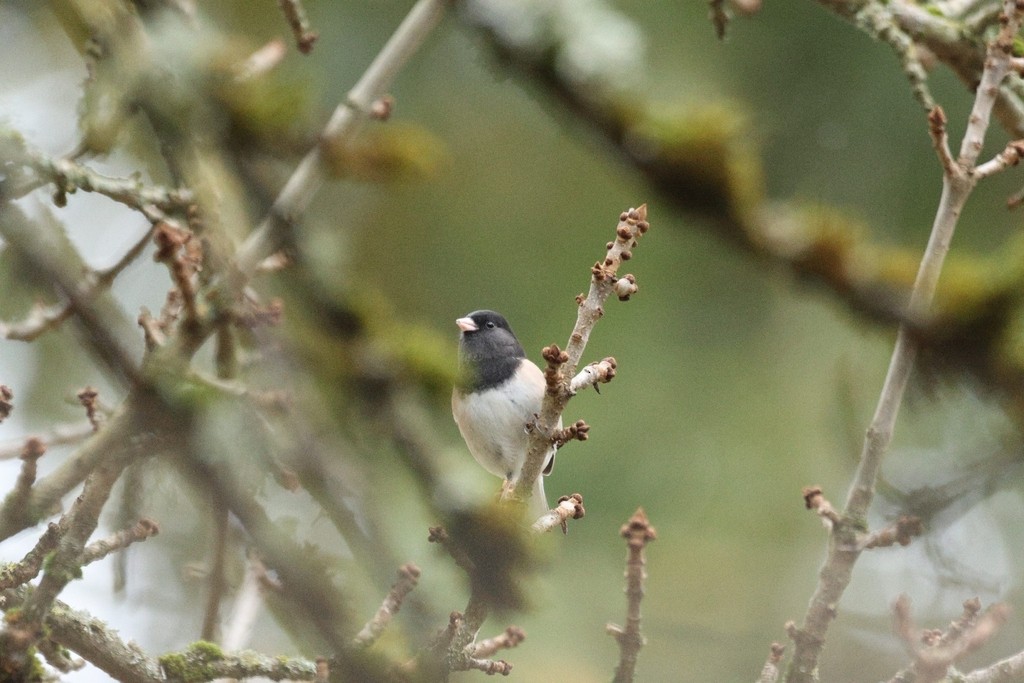 Dark-eyed Junco - ML645483631