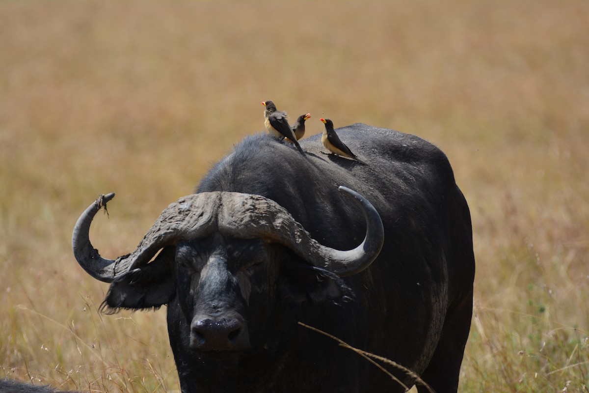 Yellow-billed Oxpecker - ML645483632