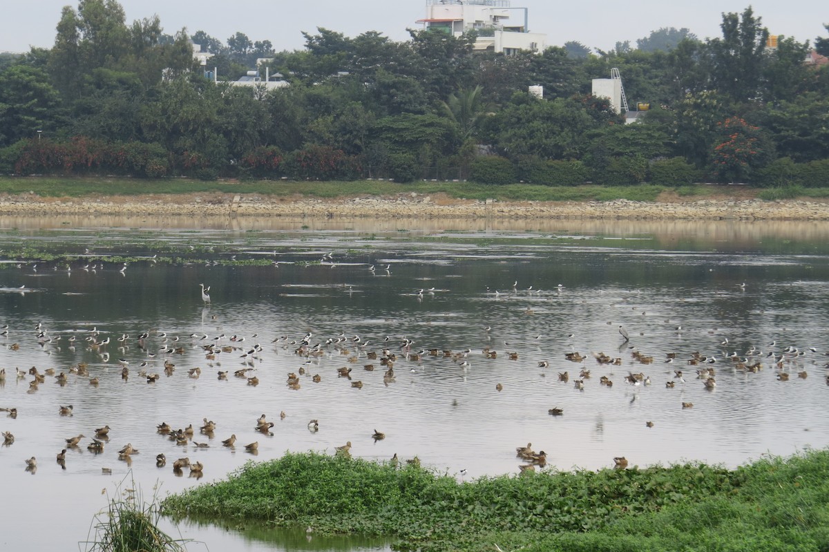 高蹺鴴 - ML645483636