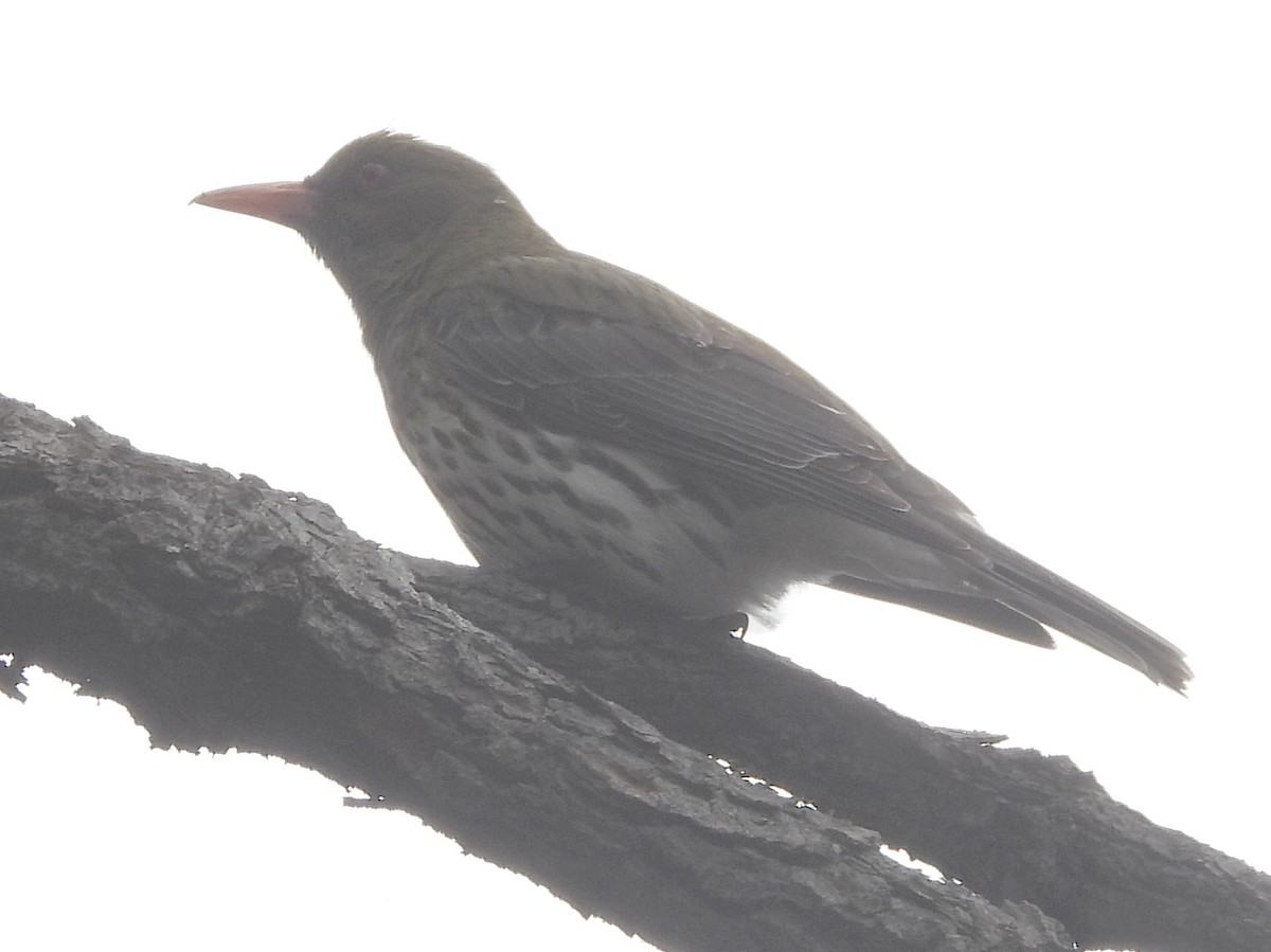 Olive-backed Oriole - ML645483637