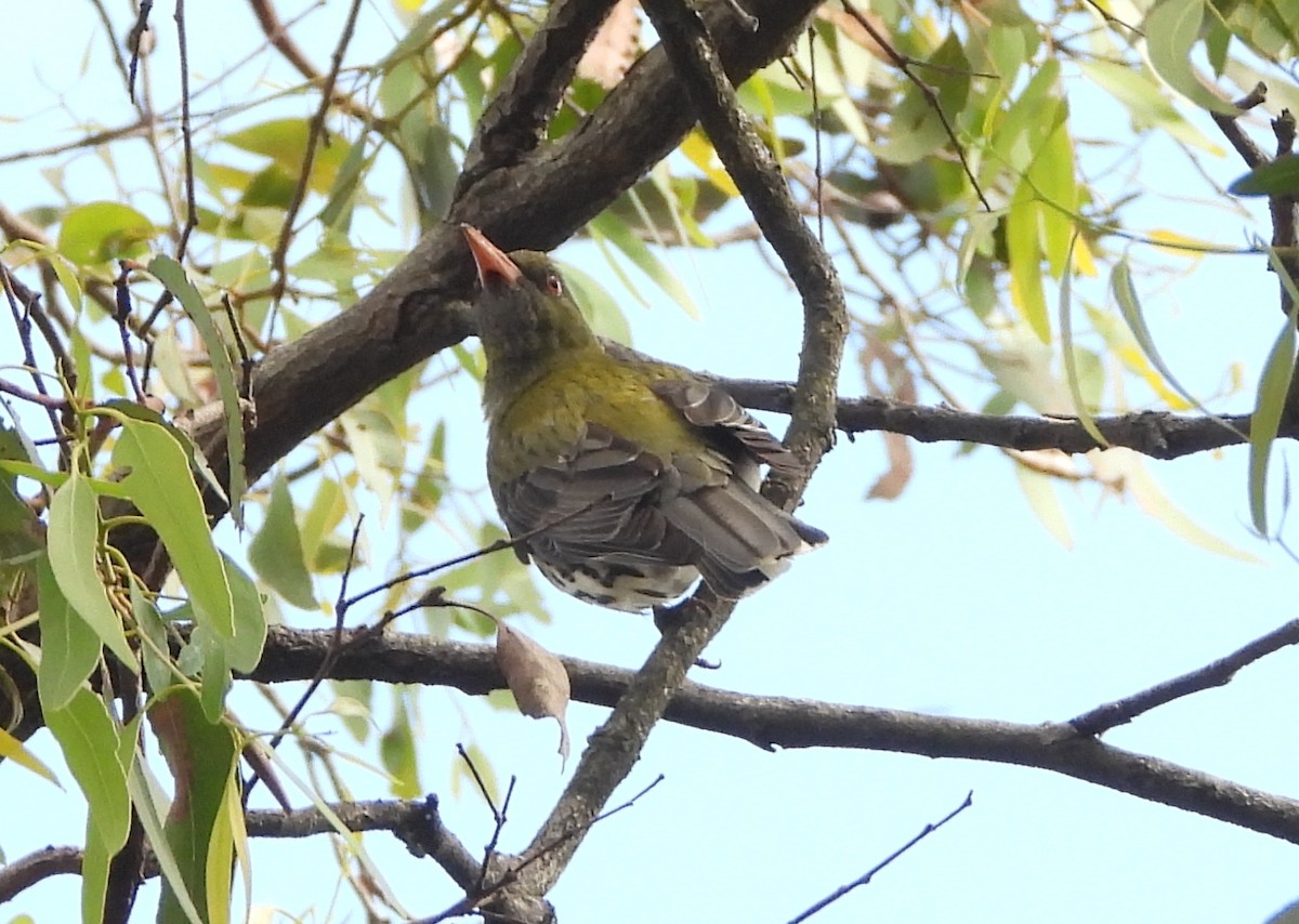Olive-backed Oriole - ML645483638