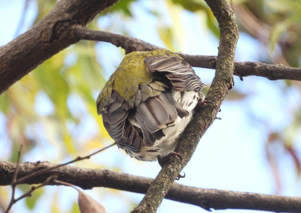 Olive-backed Oriole - ML645483639