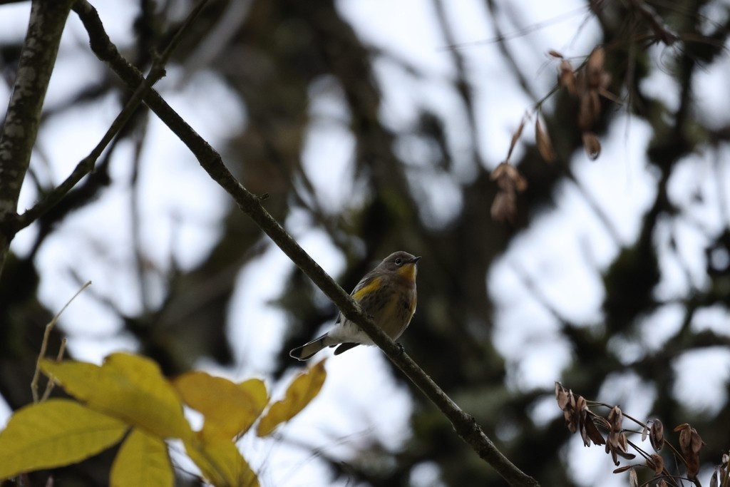 Yellow-rumped Warbler - ML645483640