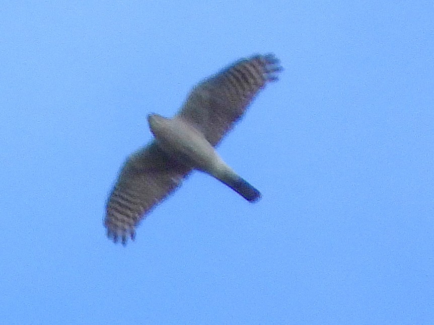 Тетеревятник - ML645483643