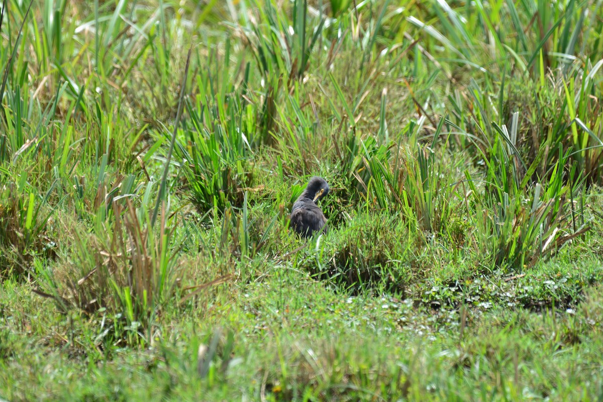 Рыжебрюхая цапля - ML645483644