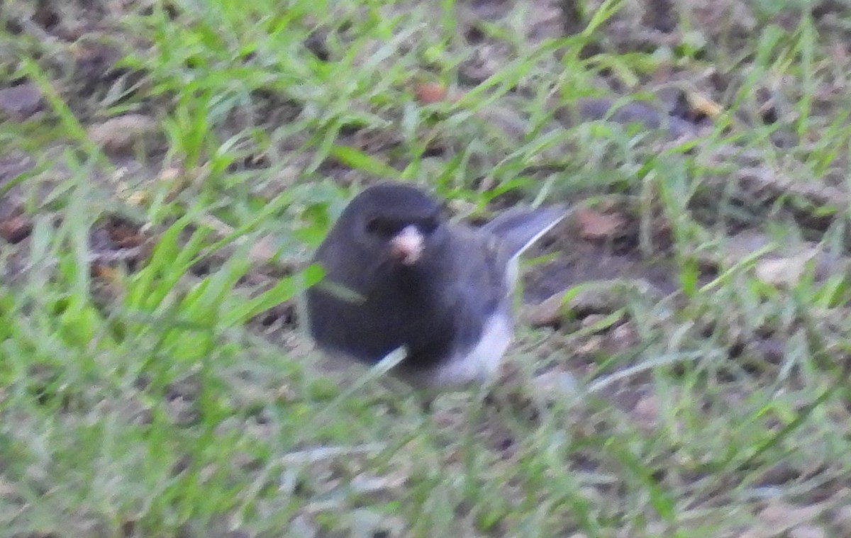 Dark-eyed Junco - ML645483657
