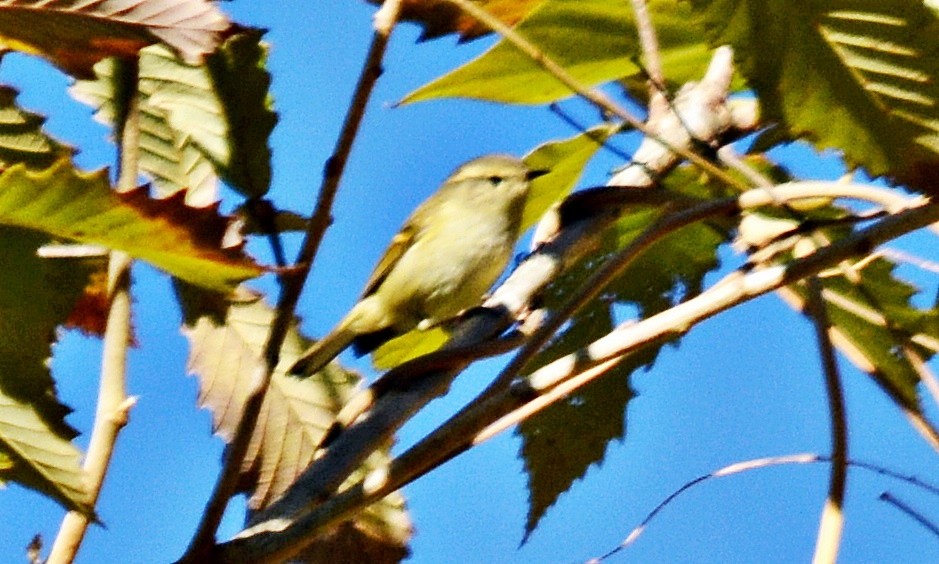 Yellow-browed Warbler - ML645483661