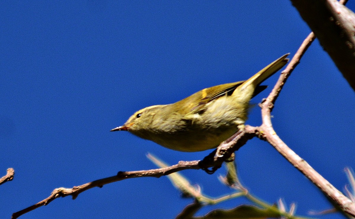 Buff-barred Warbler - ML645483662