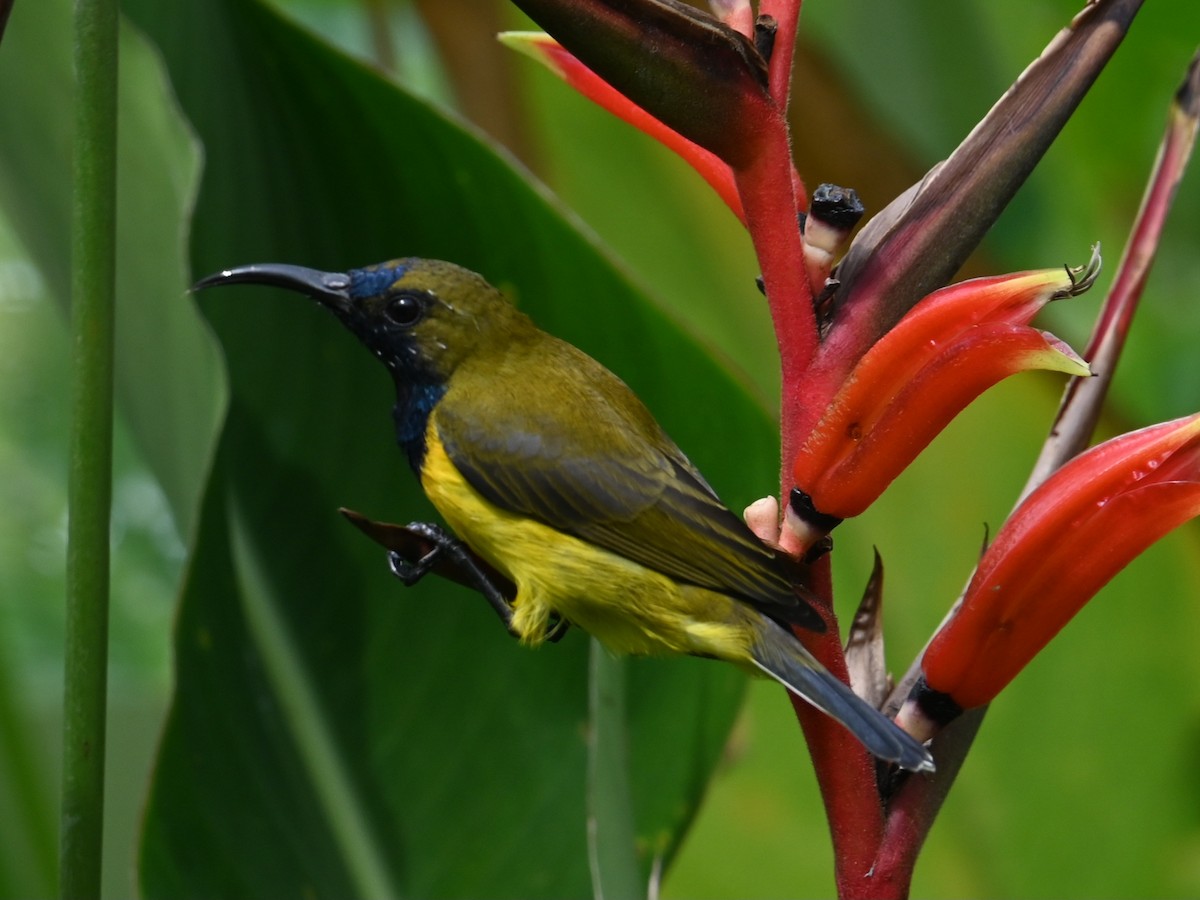 Ornate Sunbird - ML645483667