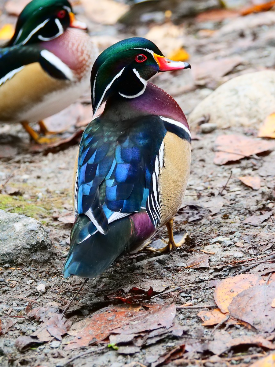 Wood Duck - ML645483668