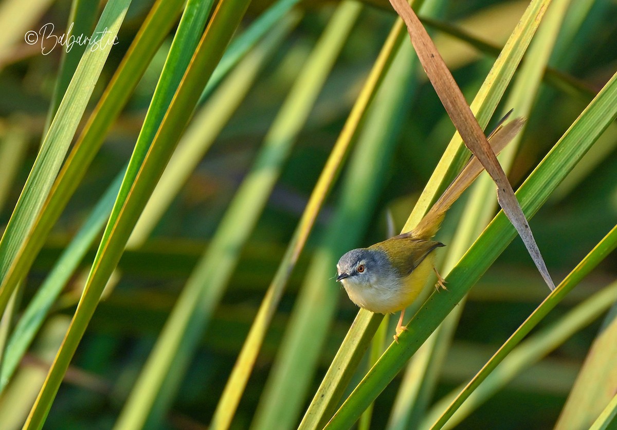 Yellow-bellied Prinia - ML645483670