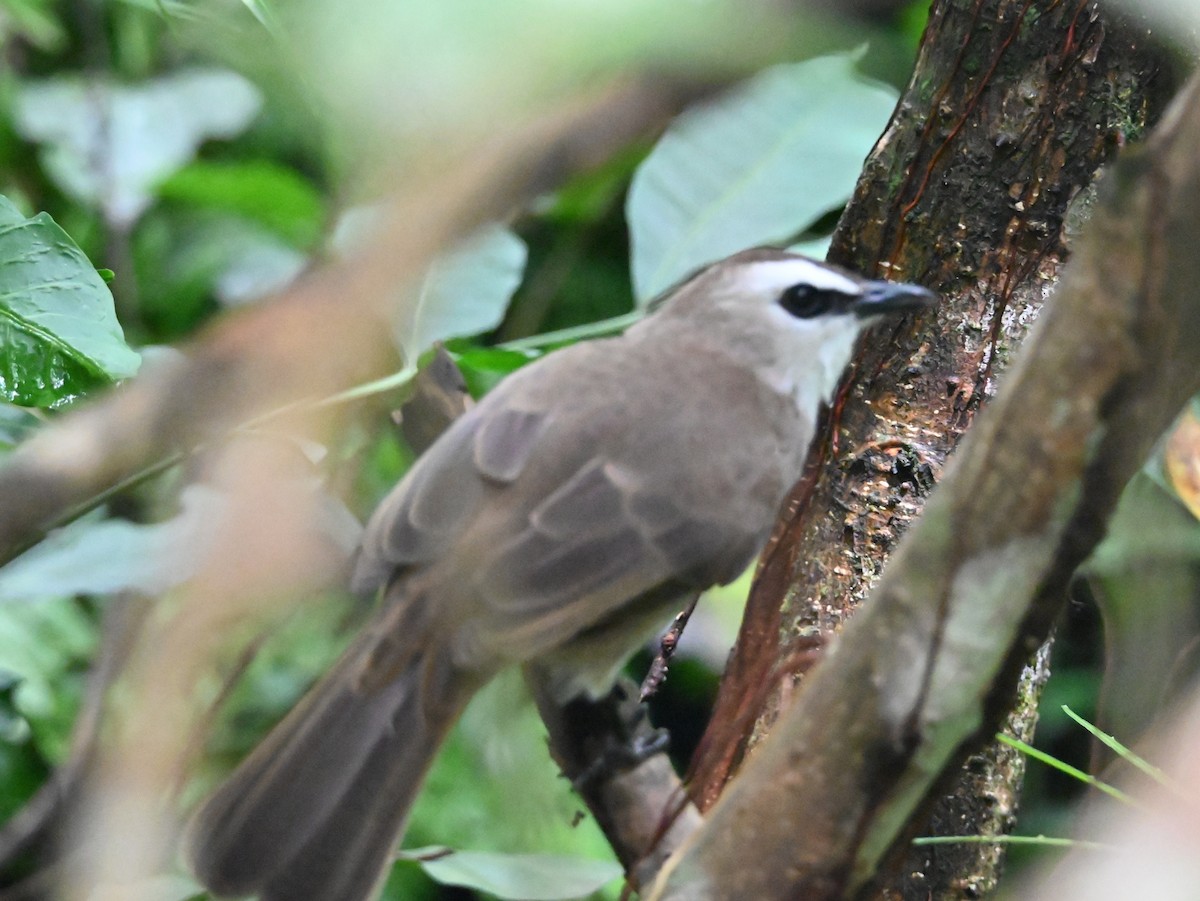 Yellow-vented Bulbul - ML645483671