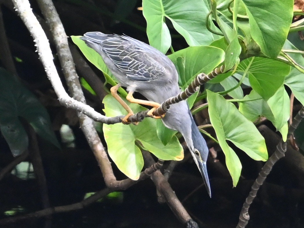Little Heron - ML645483673