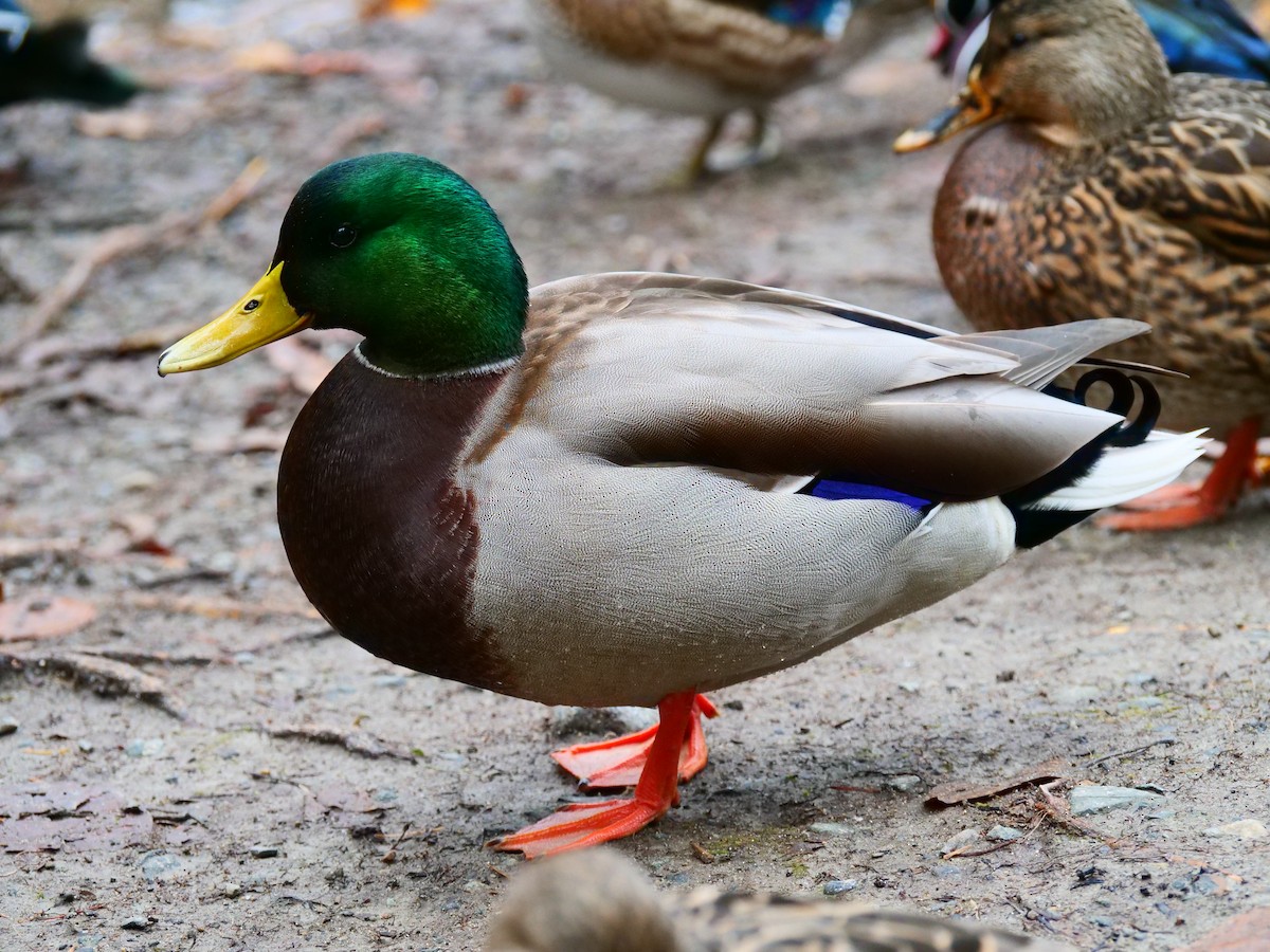 Mallard - ML645483674
