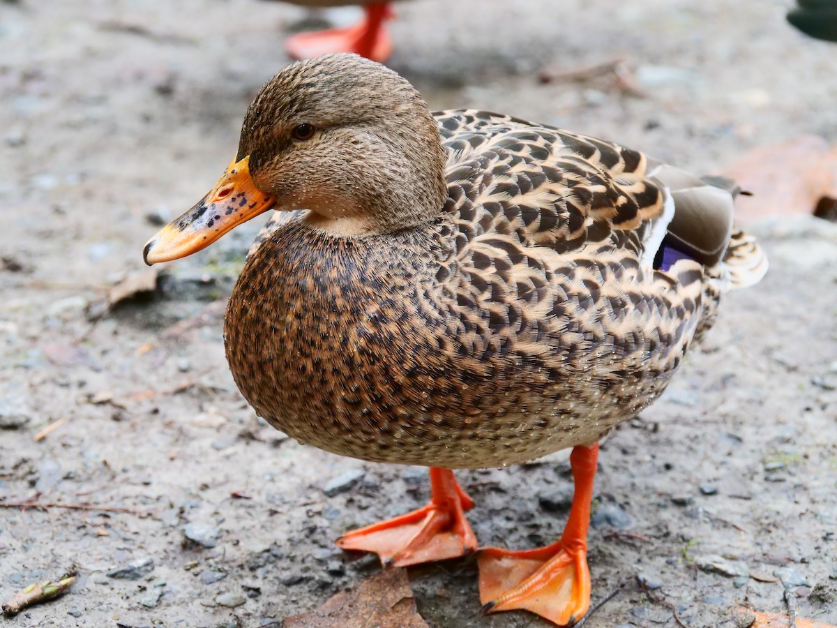 Mallard - ML645483676