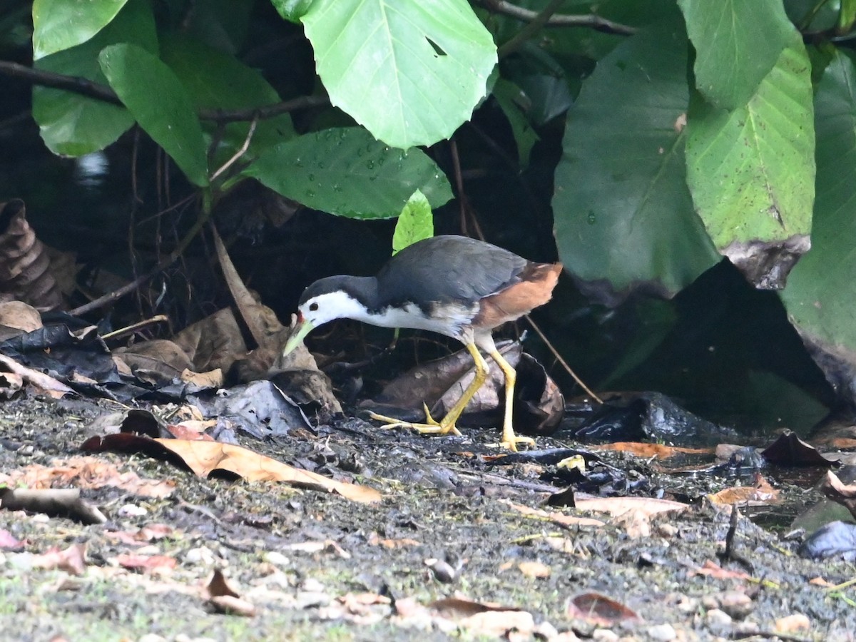 White-breasted Waterhen - ML645483677