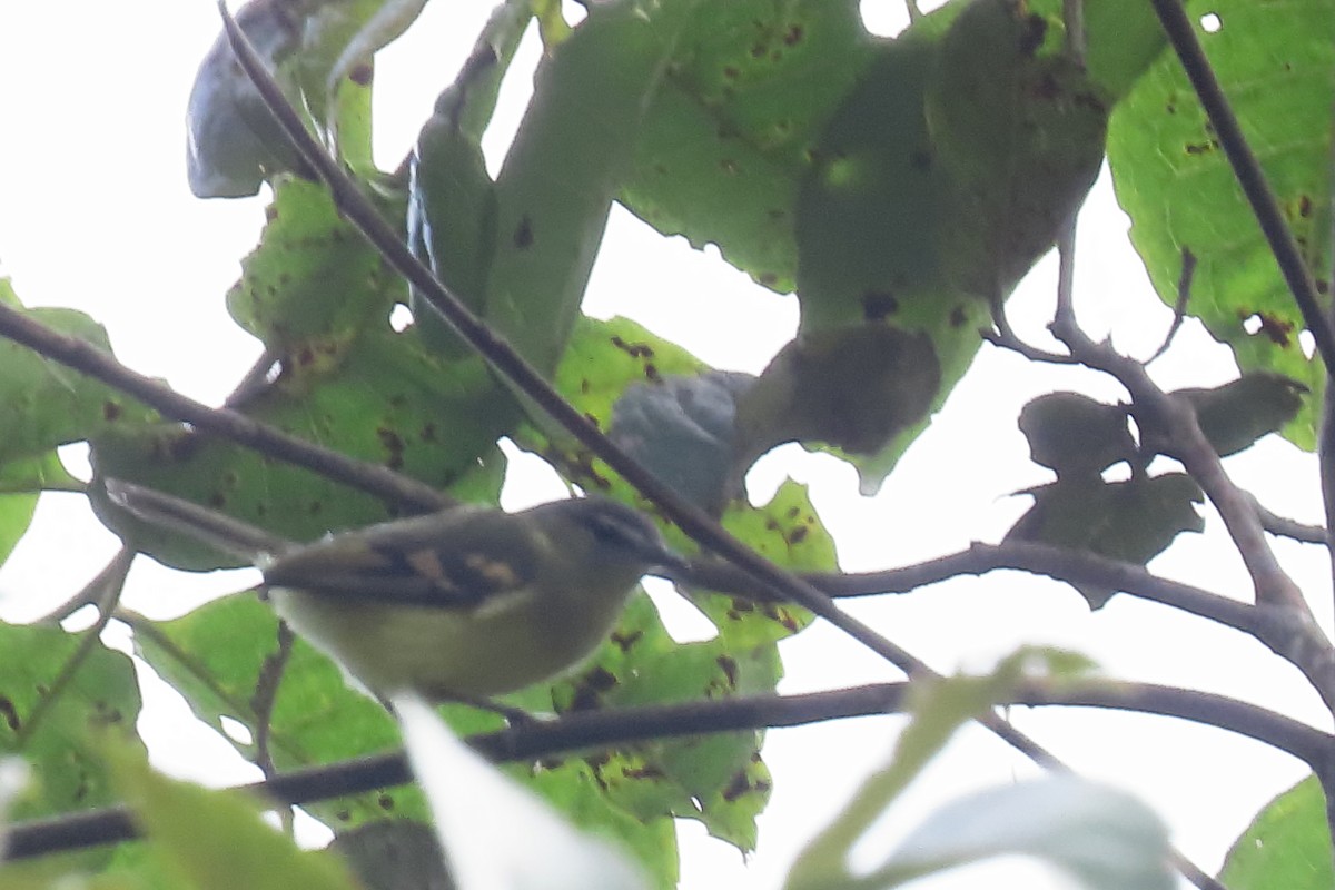 Sulphur-bellied Tyrannulet - ML645483679