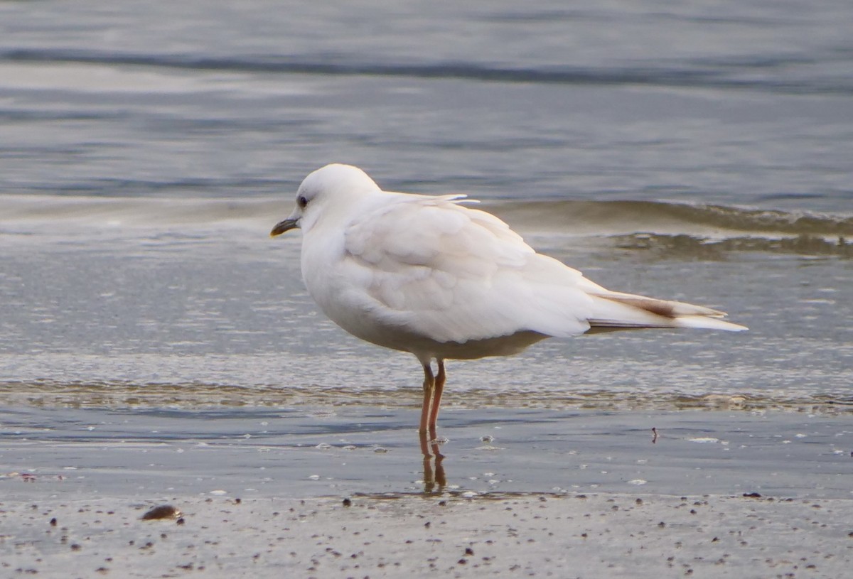 Short-billed Gull - ML645483680