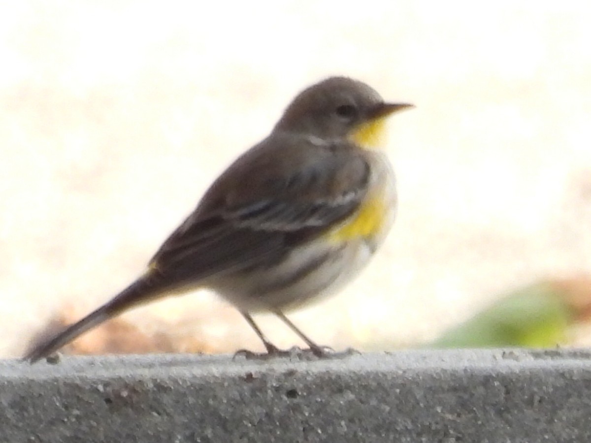 Yellow-rumped Warbler - ML645483681