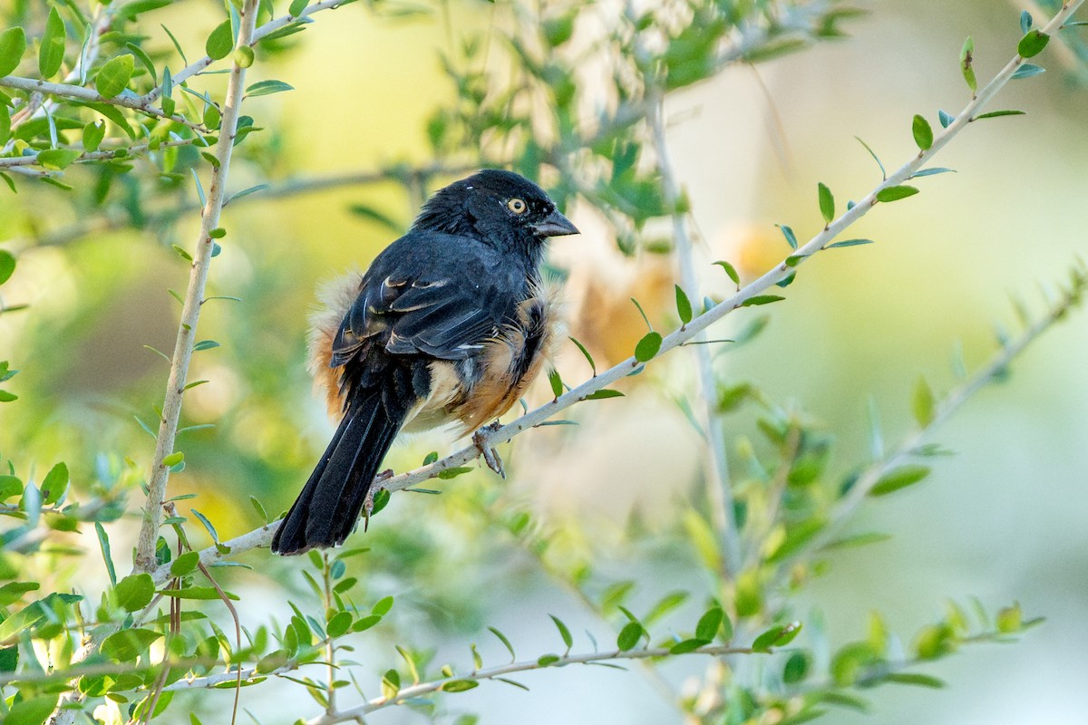 Eastern Towhee - ML645483682