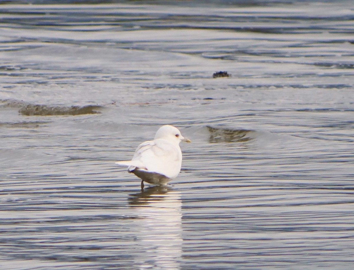 Short-billed Gull - ML645483683