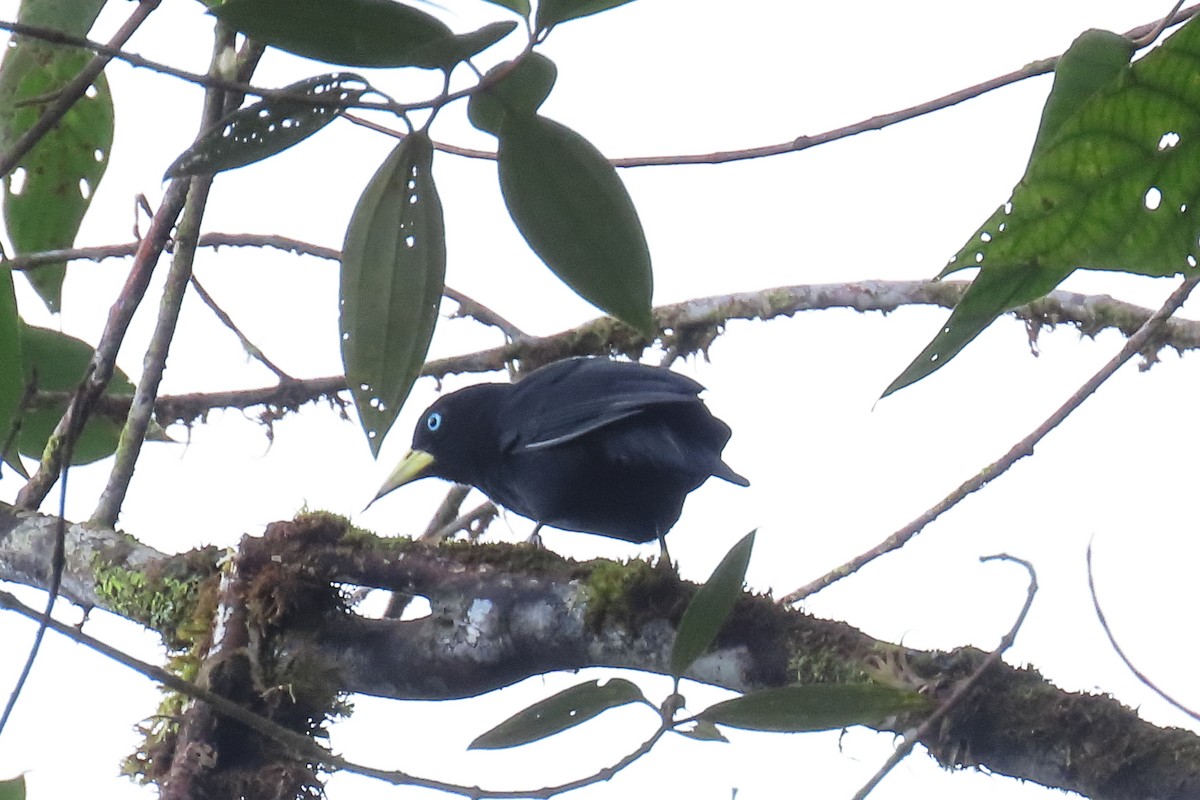 Scarlet-rumped Cacique - ML645483684