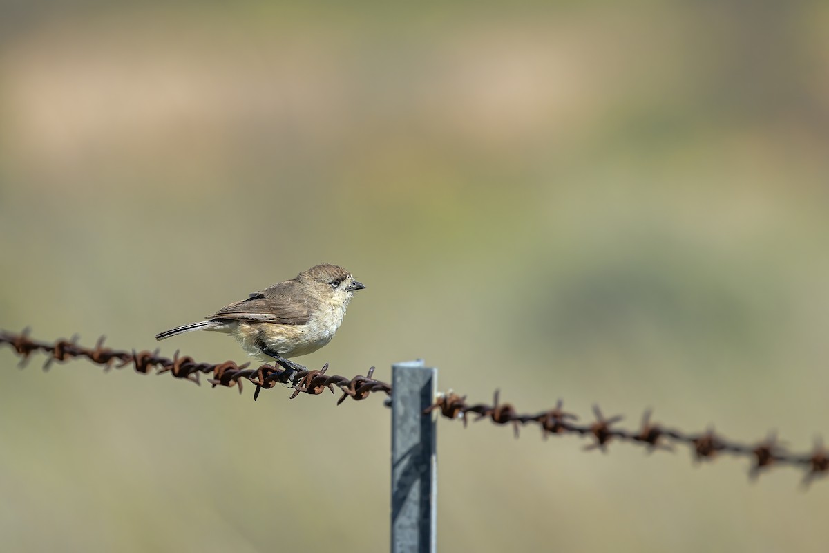 Southern Whiteface - ML645483686