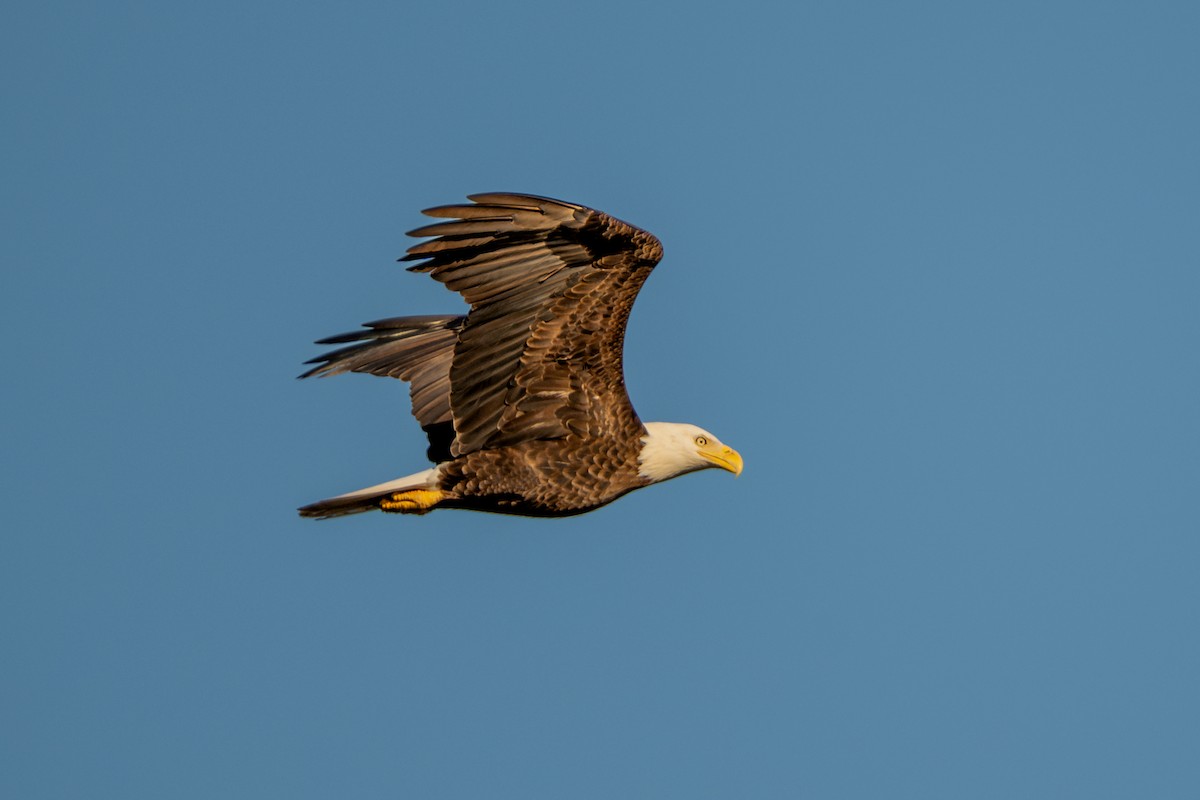 Bald Eagle - ML645483687