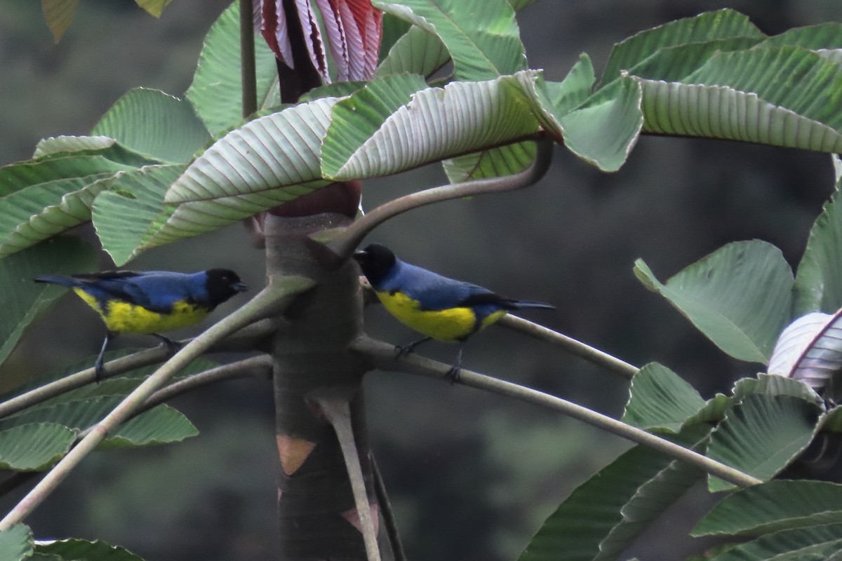 Hooded Mountain Tanager - ML645483688