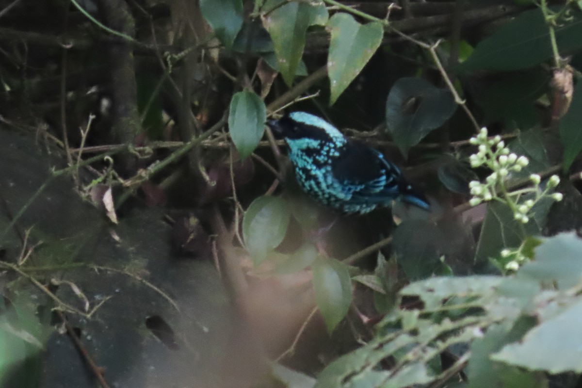 Beryl-spangled Tanager - ML645483689