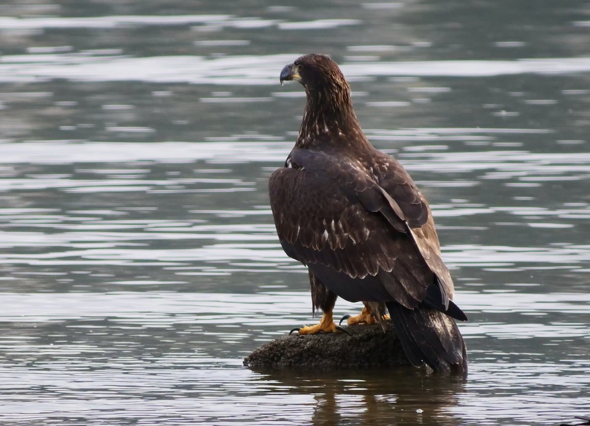 Bald Eagle - ML645483690