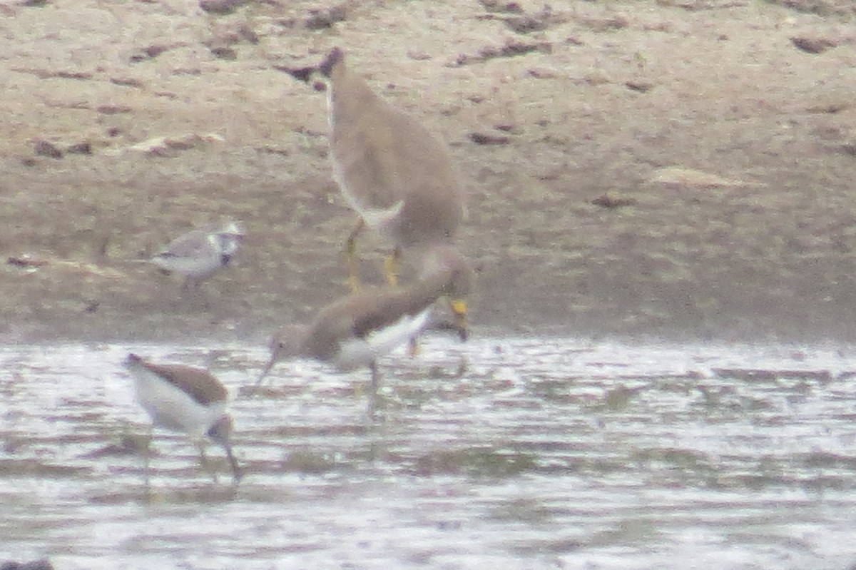 White Wagtail - ML645483691