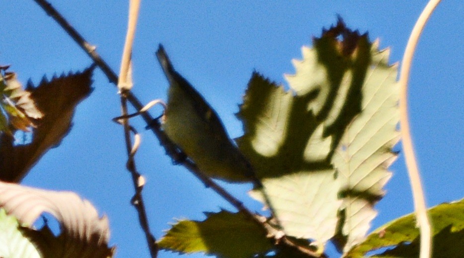Buff-barred Warbler - ML645483692