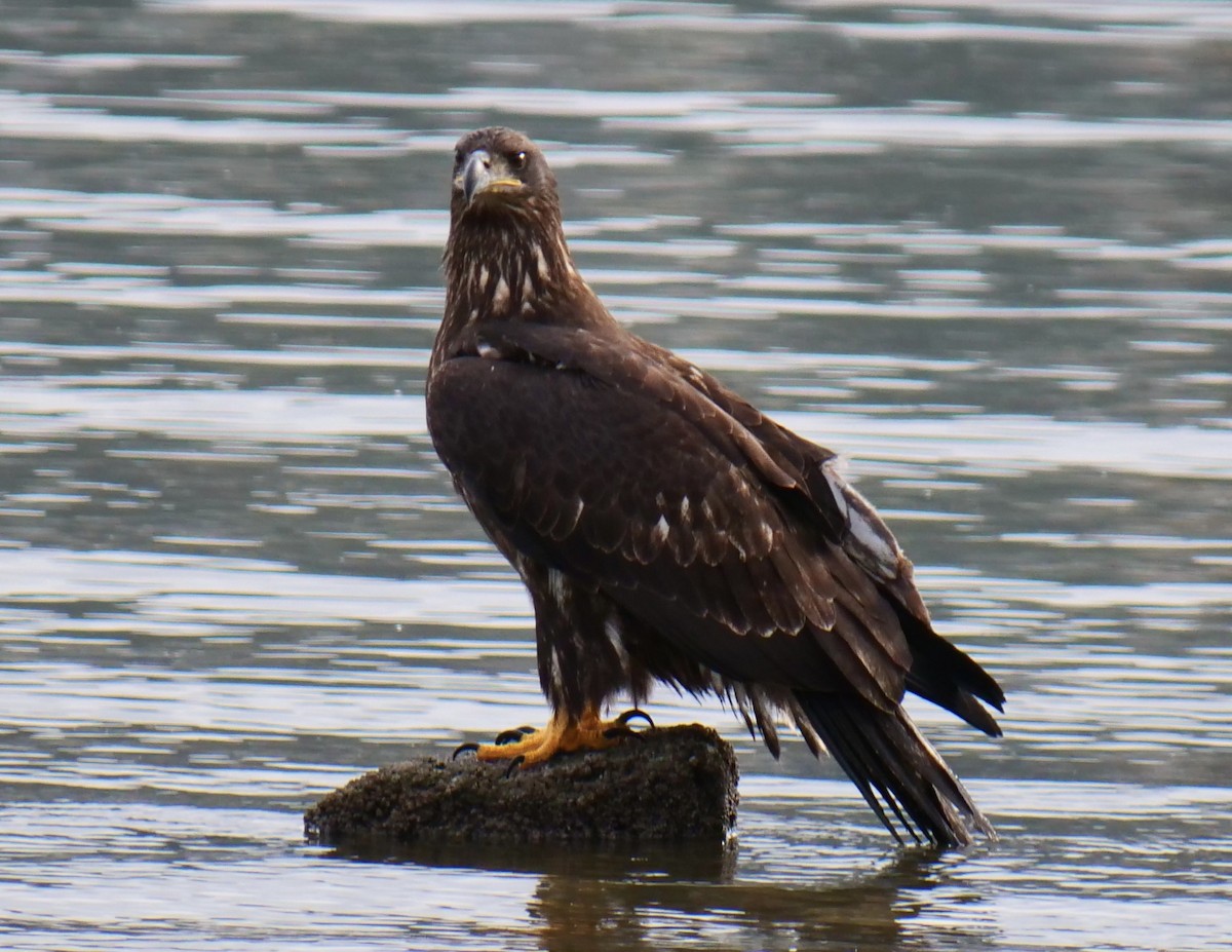 Bald Eagle - ML645483693