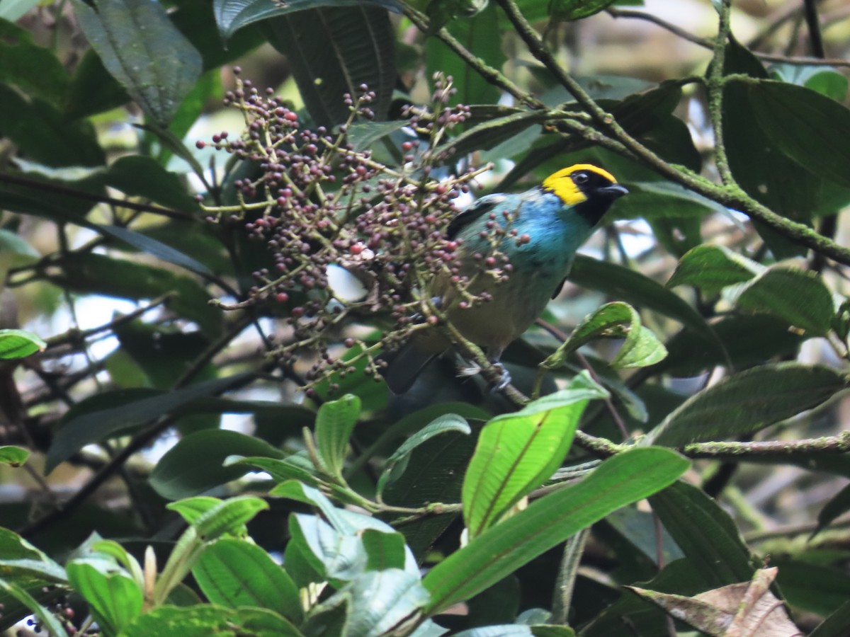 Saffron-crowned Tanager - ML645483694