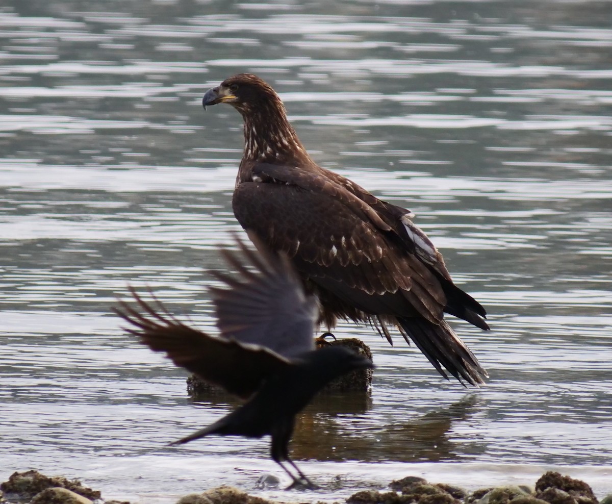 Bald Eagle - ML645483695