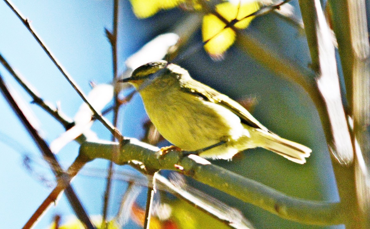 Tickell's Leaf Warbler - ML645483696