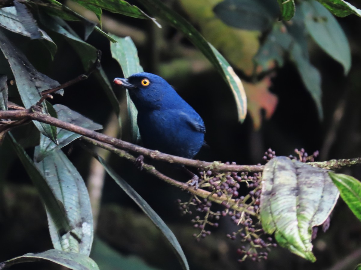 Deep-blue Flowerpiercer - ML645483697